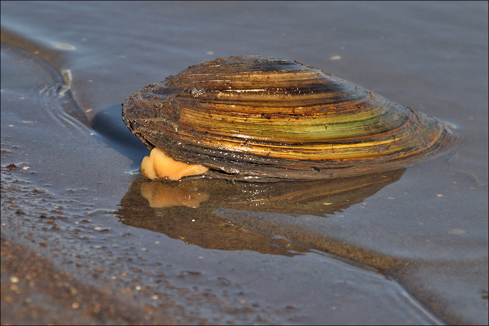 Bivalve d''acqua dolce: Anodonta  cygnea